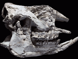 Spektakulärer Fund: 20 Millionen Jahre alter Nashornschädel. Gefunden beim Bau der Tiefenaustrasse.
