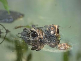 Die neue Krokodil-Welt in Bern ist fertiggestellt. 