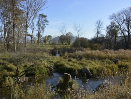 Revitalisierte Belper Giesse nach den Renaturierungsarbeiten. Die Belper Giesse gehört zum Projekt „Hochwasserschutz und Auenrevitalisierung Aare / Gürbemündung. Schwere Hochwasser hatten in den Jahren 1999 und 2005 an den Flussläufen im Aaretal grosse Sc