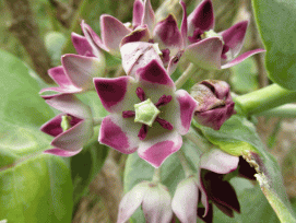 Calotropis procera