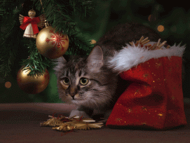 Katze unter dem Weihnachtsbaum. 