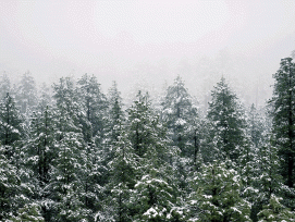 Tannen im Schnee, Schmuckbild.