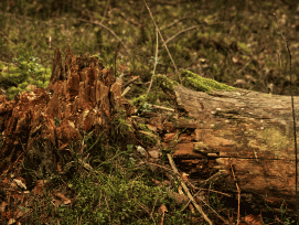 Vom Sturm gefällter Baum.