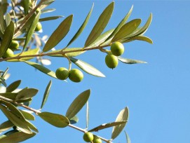 Olivenzweige, Symbolbild.
