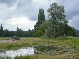 Auenlandschaft