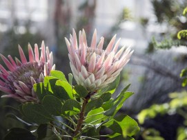 Protea Cynaroides, Kew Gardens.