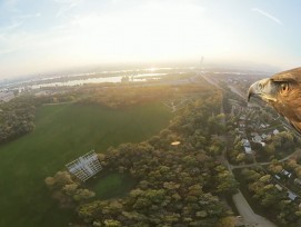 Ein Adler hat Luftaufnahmen von Wien gemacht.