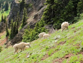 Die pelzigen Tiere des Olympic Nationalparks wurden ausgeflogen.