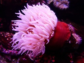 Seeanemone, Symbolbild.