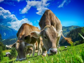 Kühe beim Weiden, Symbolbild