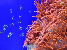 Koralle, Symbolbild.