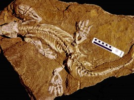 Das Fossil von Orobates.