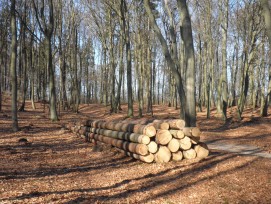 Holz im Wald