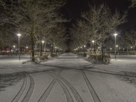 Stadtbäume am Strassenrand können im Winter unter dem Streusalz leiden.