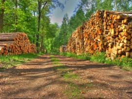 Holzstapel im Wald.