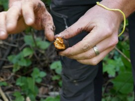 Orange leuchten die Rhizome des Knöterichs aus dem Boden. Da sie auch nach Jahren noch neu austreiben können müssen sie per Hand aus dem Aushub entfernt werden.