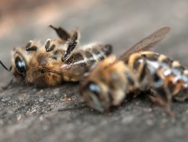 bienensterben