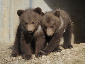 Jungtiere Berna und Ursina im Bärenpark Bern