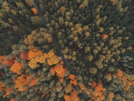 Bäume Wald Herbst