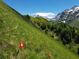 Trockenwiese «Chälmatta» im Binntal