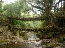 Lebende Brücke.