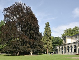 Kurpark in Baden.