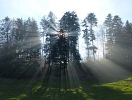 In Regionen mit zunehmender Waldfläche muss bei Rodungen nicht mehr zwangsläufig aufgeforstet werden. (Bild: Daniel Stricker/pixelio.de)