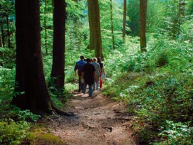 Verantwortungsvoller Umgang mit dem Wald