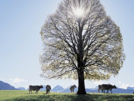 Noch stehen der Sonnenenergie viele Hindernisse im Weg, doch in der Energieregion Toggenburg werden erneuerbare Energien aktiv ­gefördert.