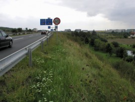 Weil die Böschungen entlang der Autobahn nicht gedüngt werden, bieten sie vielen Tier- und Pflanzenarten Lebensraum.