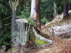 Vorbildlicher Schutzwald: Ein junger Baum wächst im Ritzinger Bawald auf natürliche Weise aus einem alten Baumstrunk.