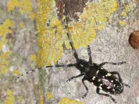 Steigen die Temperaturen, wird auch der gefährliche Asiatische Laubholzbockkäfer wieder aktiv.