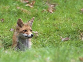 Der Rotfuchs darf sich freuen: In Wettingen entsteht kein künstlicher Fuchsbau zum Training von Jagdhunden.