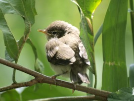 Gefährdet: Eine neue Studie kommt zum Schluss, dass der europäische Vogelbestand dramatisch sinkt. Im Bild: Junger Zilpzalp.