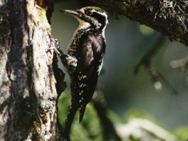 6,5 Prozent der Schweizer Landesfläche sind als Schutzgebiete ausgewiesen, das ist weniger als in allen anderen europäischen Ländern. Um die Biodiversität zu erhalten, dürfte es durchaus etwas mehr sein. (Im Bild: Ein Dreizehenspecht)