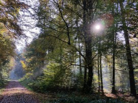 Die Bewirtschaftung wurde als Schwachstelle im Berner Wald ausgemacht. Mit einer Entwicklungsstrategie soll sich das nun ändern. 