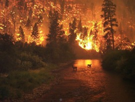 Tragödien verhindern: Um Waldbrände (im Bild: Feuer im Bitterroot National Forest, Montana, USA im August 2000) zu verhindern, haben verschiedene Kantone Feuerverbote erlassen.