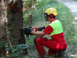 Nachwuchs gesucht: Domenic Hug, Forstwart in Fischingen-Tobel TG, demonstriert die Haupttätigkeit eines Forstwartes, das Fällen eines Baumes.