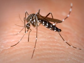 Das Bafu entwickelte eine Strategie gegen invasive gebietsfremde Pflanzen und Tiere. Dazu zählt auch die Tigermücke, die etwa Denguefieber übertragen kann.
