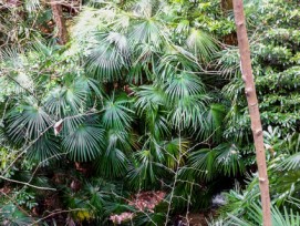 Verdrängen nach und nach einheimische Gewächse: Hanfpalmen in einem Wald bei Locarno.