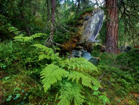 Die Biodiversität hat zugenommen: Gemäss dem Waldbericht ist dies auch der naturnahen Waldbewirtschaftung zu verdanken.