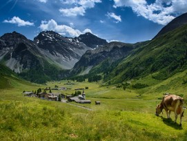 Kuh oberhalb von Sertig Dörfli bei Davos GR