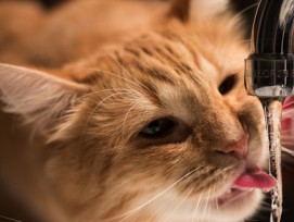 Katze trinkt Wasser vom Wasserhahn