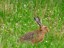 Feldhase Anfang Mai auf einer Wiese im Tiergarten Heidelberg.