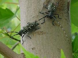 Zwei erwachsene asiatische Laubholzbockkäfer (ALB) auf einem Ahornbaum