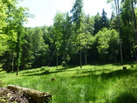 Waldlichtung im Sihlwald ZH