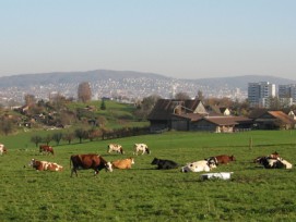 Kühe auf Wiese mit Stadt im Hintergrund.