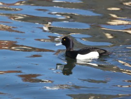 Reiherente schwimmend im See