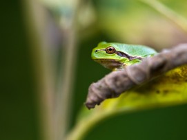 Laubfrosch auf einem Ast