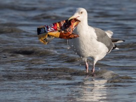 Möwe mit Plastikabfall